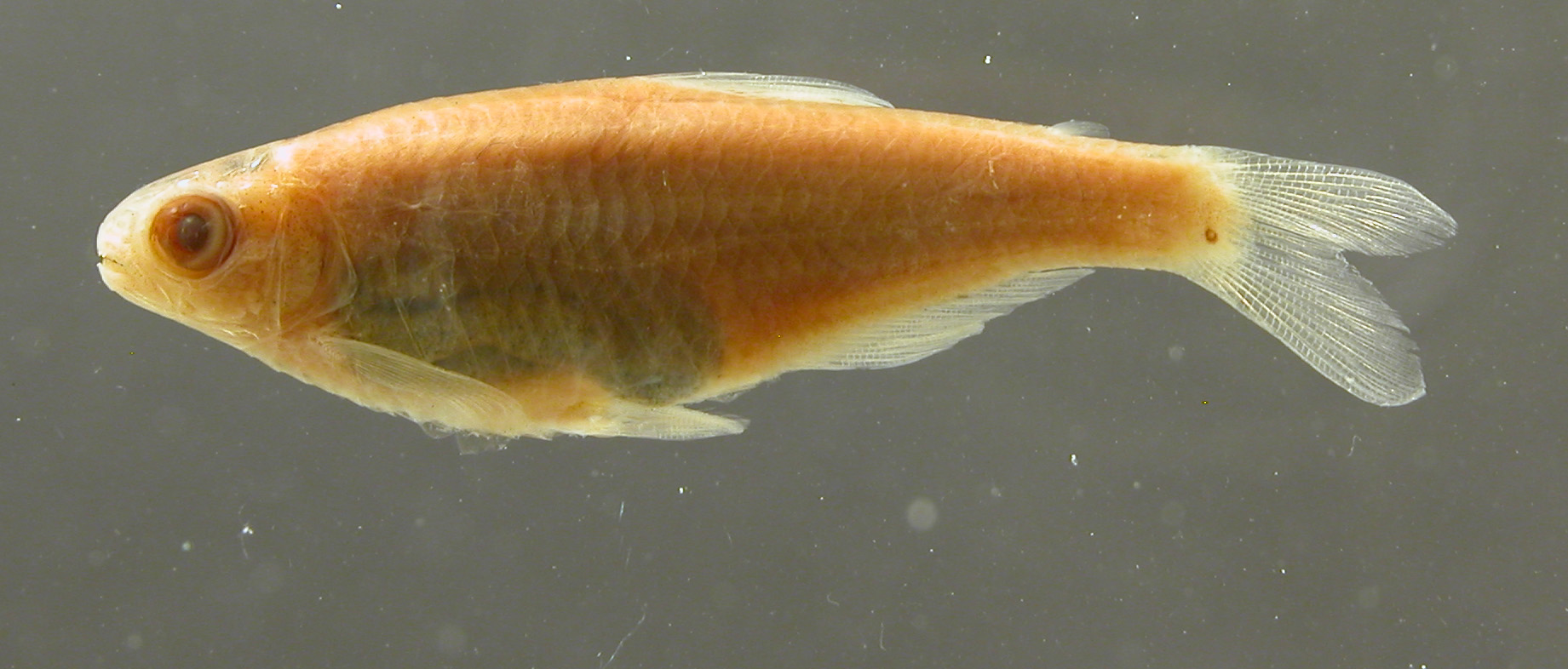 Bryconamericus deuterodonoides